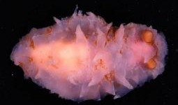海参最新爆料,揭秘海洋珍品背后的秘密与价值